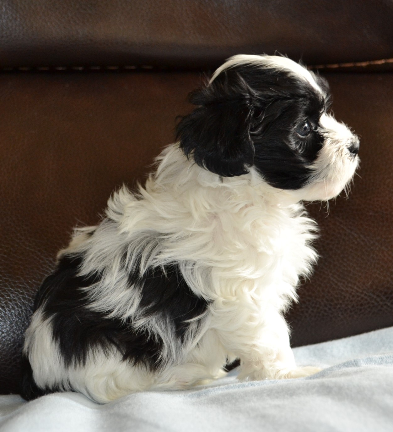 DSC_0111 | Grandview Havanese