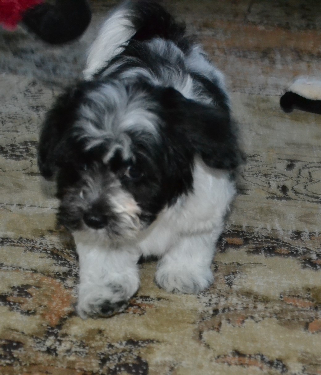 iggy4 | Grandview Havanese