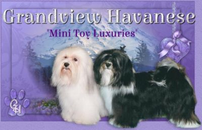 Grandview Havanese